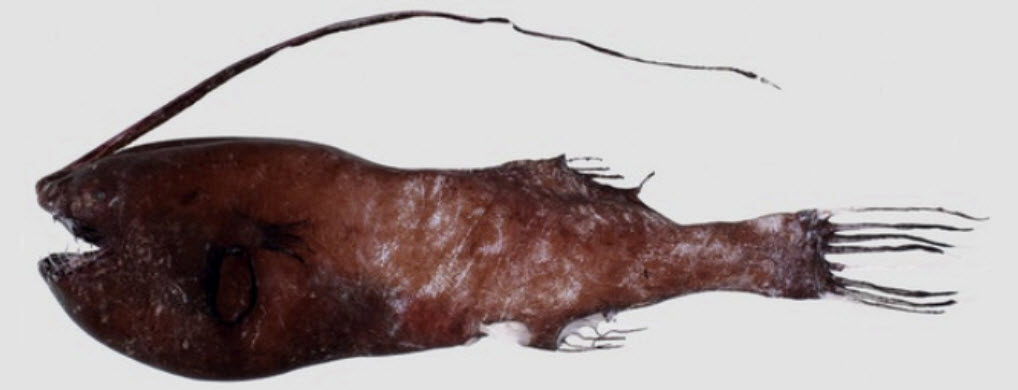 Gigantactis vanhoeffeni_aust.jpg